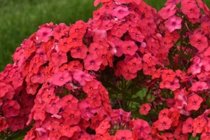 Phlox paniculata 'Sunset Coral' 